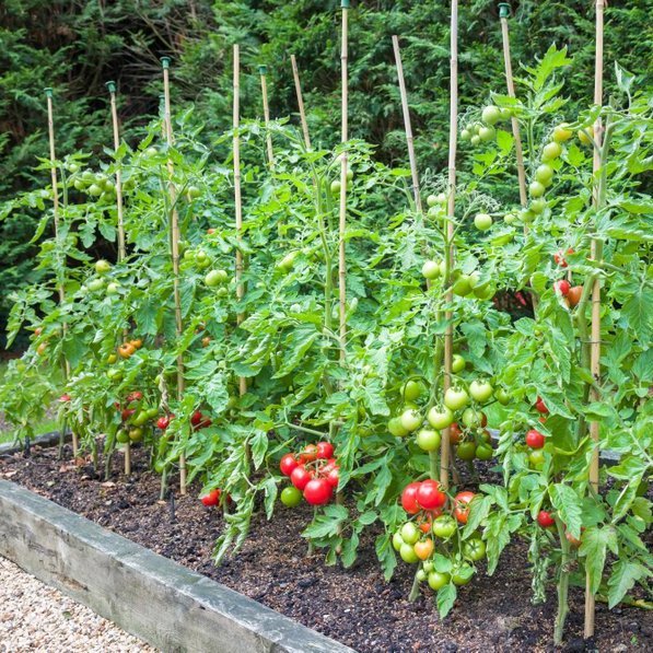 Колове за домати - Leika.bg