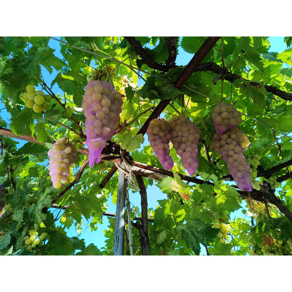 10м предпазна мрежа за защита оси и птици- лилава