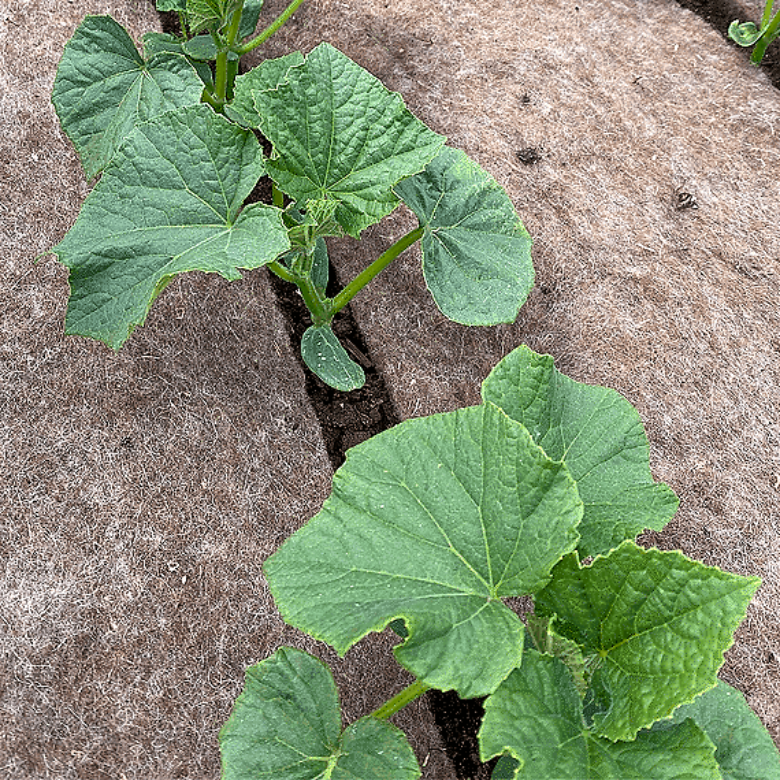 БИО мулч от естествена вълна, SHEEP WOOL