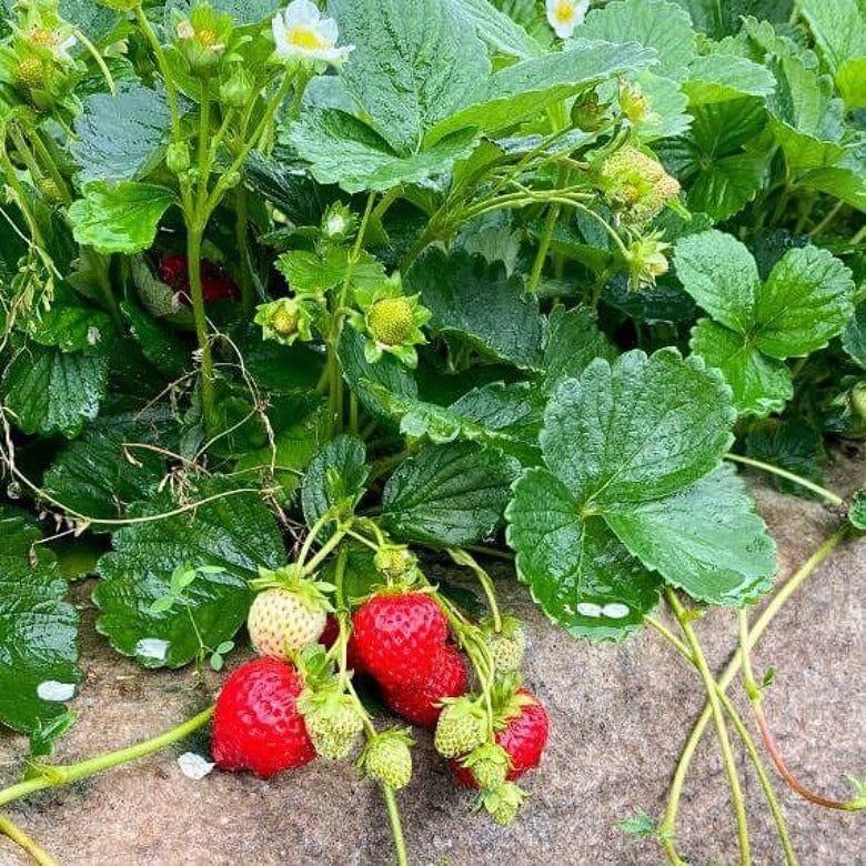 БИО мулч от естествена вълна, SHEEP WOOL