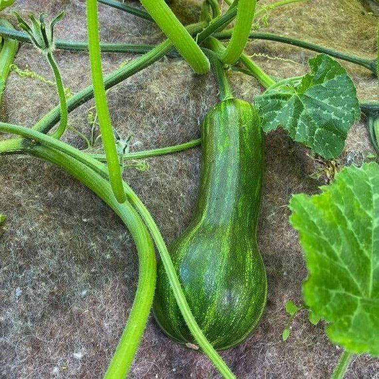 БИО мулч от естествени влакна