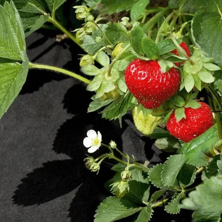 Мулчираща тъкан, 50гр. кв/м