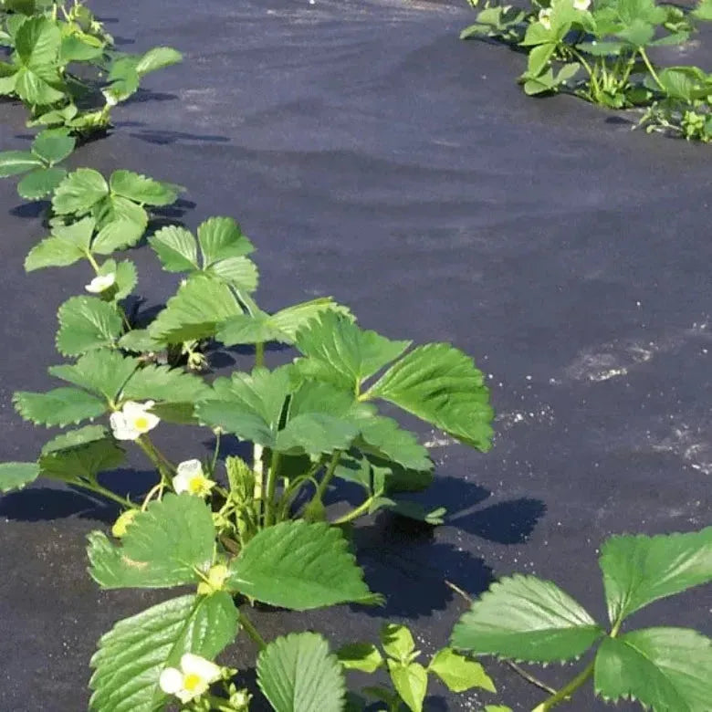 Мулчираща тъкан, 50гр. кв/м