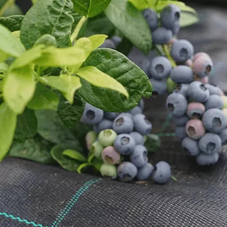 Мулчираща тъкан Agrola, черна