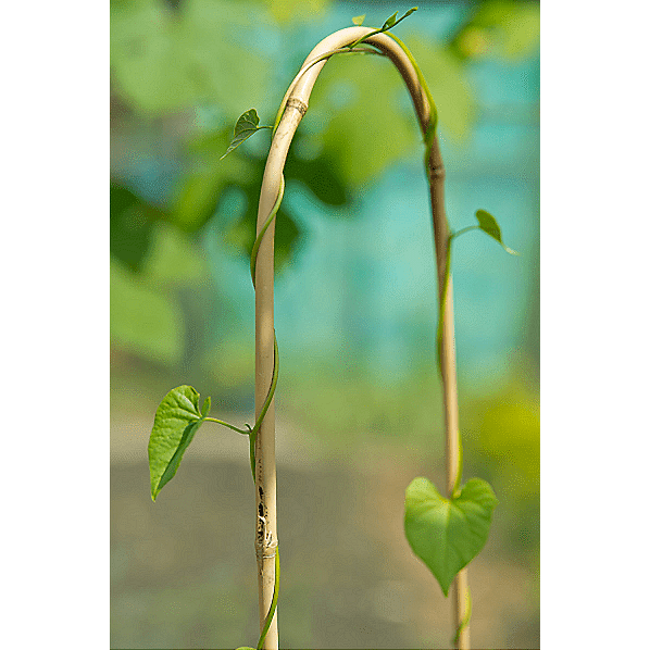 Извит бамбуков кол за цветя, ARC Bamboo