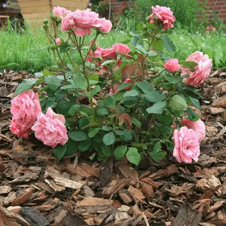 Мулчираща тъкан, 50гр. кв/м