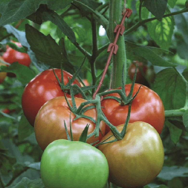 Държач за стъбло за домати – 12 см, кафяв