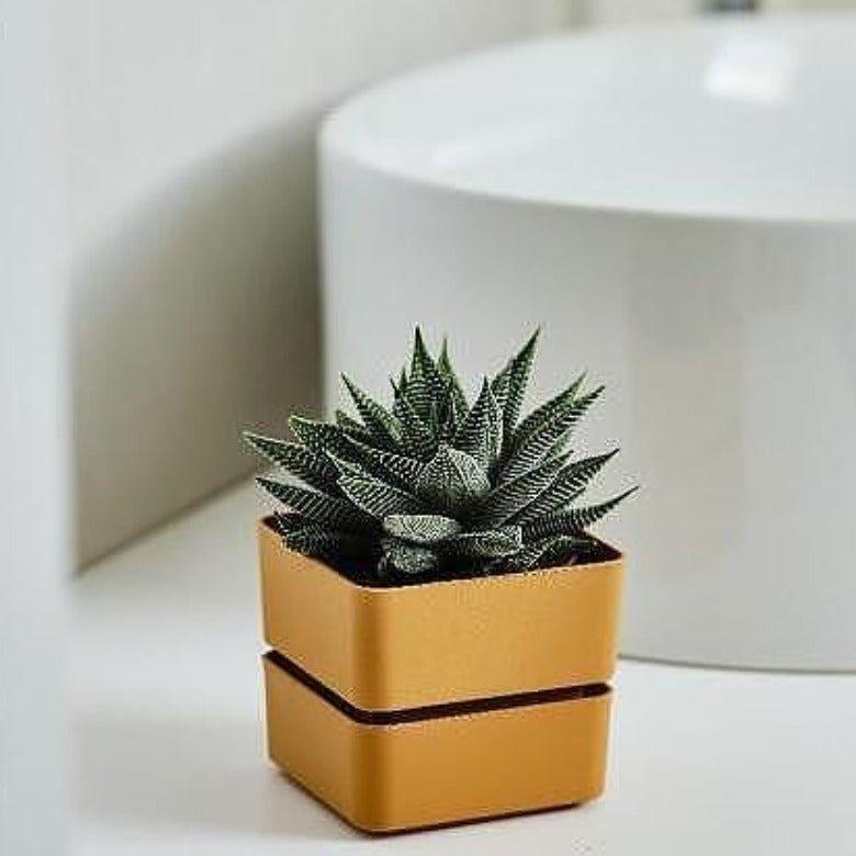 Квадратна саксия Veleta 12